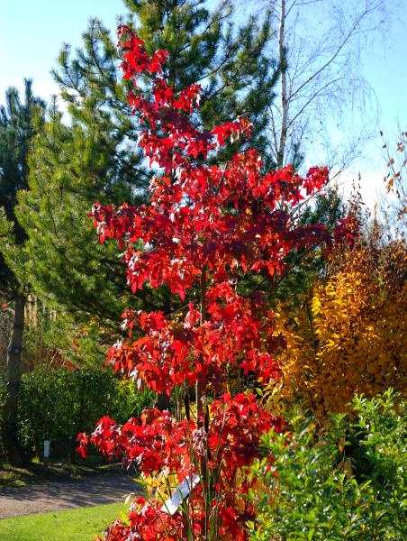 Bluebell Arboretum and Nursery